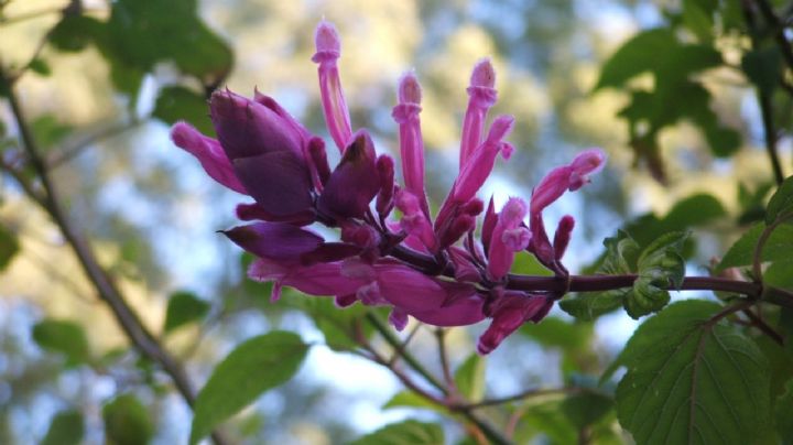 Salvia Involucrata: Un Oasis de Color Otoñal para tu Jardín y los Colibríes