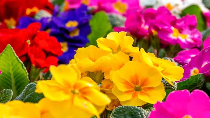 6 Plantas de Exterior que florecen todo el año y llenan tu jardín de vida