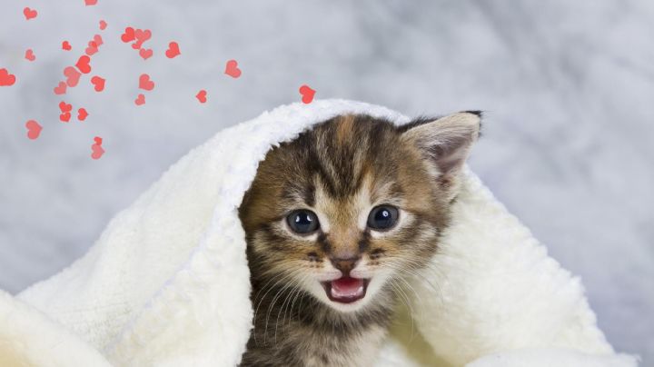 El Idioma Felino: Descifrando las Declaraciones de Amor de tu Gato