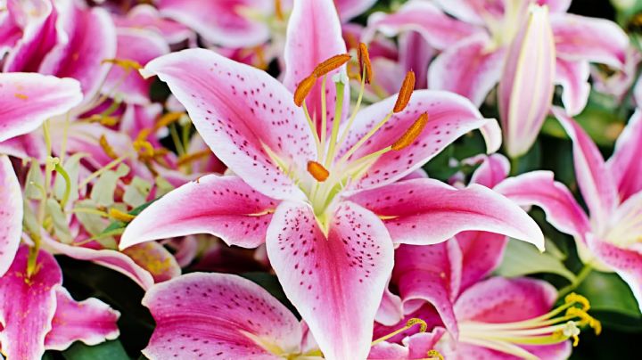 Azucena: Guía esencial para cultivar y mantener esta flor deslumbrante