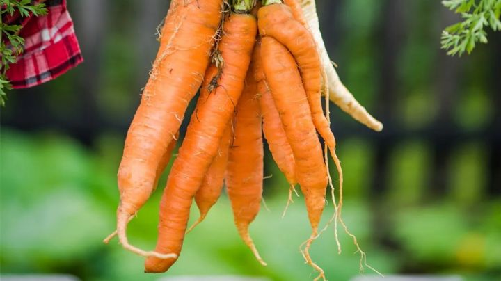 Revitaliza tu jardín: Fertilizante natural con zanahoria para flores deslumbrantes