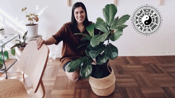 Ficus Lyrata: La planta que recomienda el Feng Shui para cultivar armonía y comunicación en el hogar