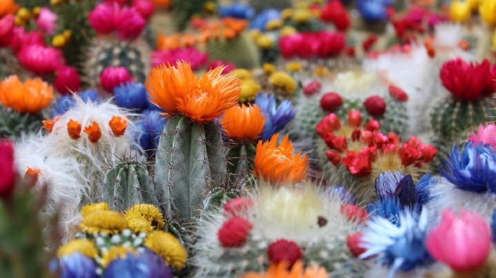 6 tipos de cactus que florecen sin parar y son perfectos para interiores