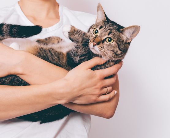 Descubre las señales que tu gato te envía y cómo mantenerlo feliz en casa