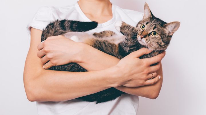 Lenguaje felino: Esto quiere decirte tu gato a través de sus gestos y actitudes