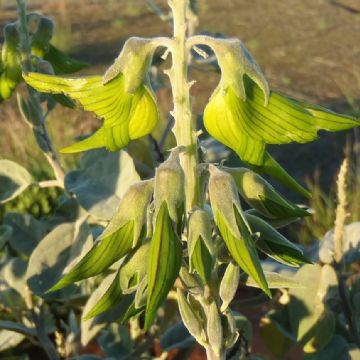 Descubre el encanto de la Crotalaria cunninghamii, la planta que baila al ritmo de los colibríes