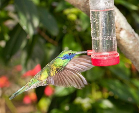 Crea un oasis para colibríes en solo 10 minutos con esta sencilla idea de manualidades
