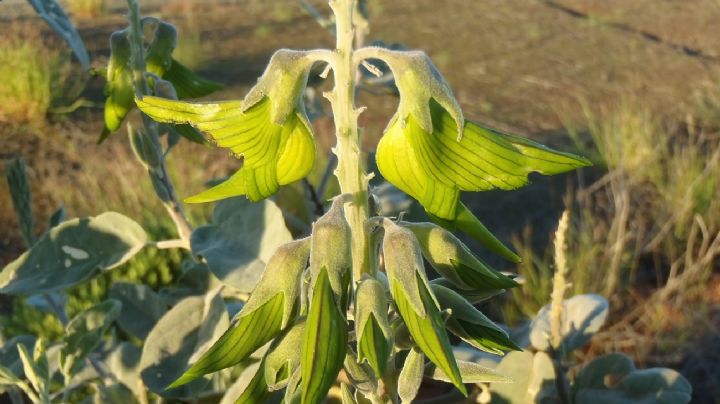 Descubre el encanto de la Crotalaria cunninghamii, la planta que baila al ritmo de los colibríes
