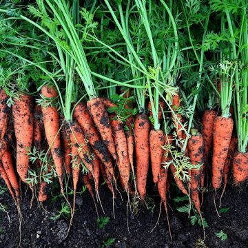 4 trucos esenciales para cultivar zanahorias