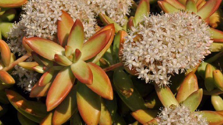 Transforma tu jardín en un oasis de belleza con estas 5 suculentas que adoran el sol