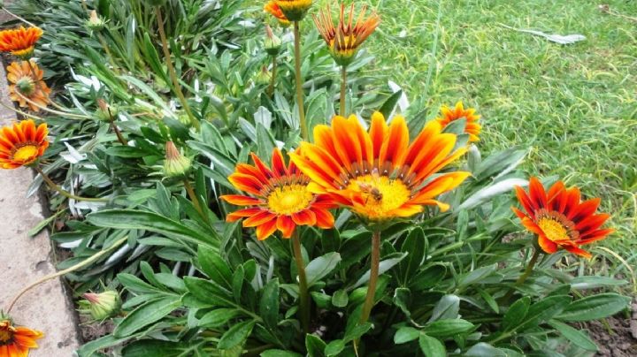 Gazanias: El estallido de flores que tu jardín necesita