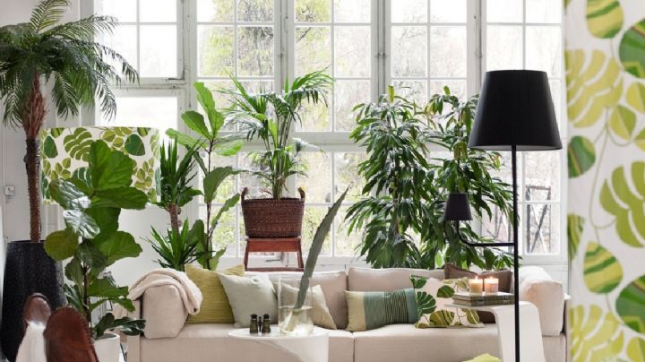 Decoración: 5 ideas increíbles para convertir tu hogar en un paraíso verde con plantas