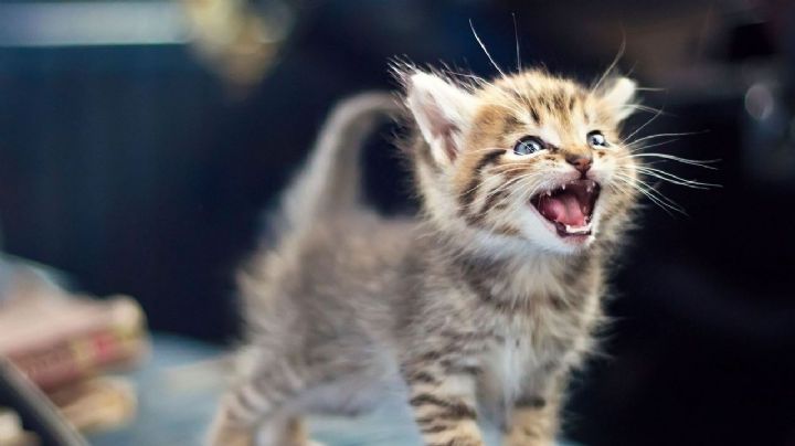 Gatos parlanchines: 5 razas que se hacen escuchar
