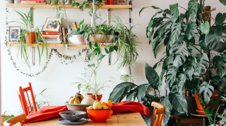 4 Plantas de interior que pueden transformar los rincones sombríos del hogar