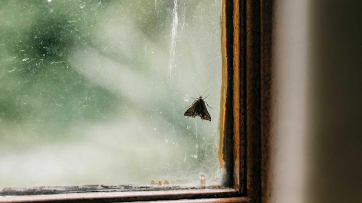 Polillas: De la oscuridad a la luz, un viaje simbólico en tu hogar