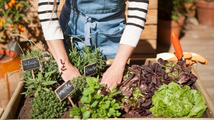 Huerta Urbana: 5 verduras perennes para cultivar una vez y cosechar todos los años