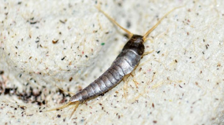 Descubre cómo alejar a los Pececillos de plata en las épocas de humedad