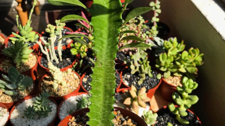 Euphorbia trigona: La suculenta que desafía al desierto y triunfa en tu hogar