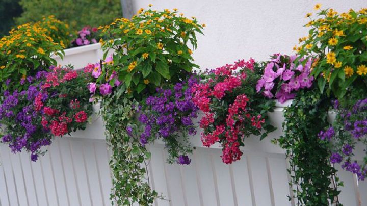 Potencia el Crecimiento de tus Plantas con Estos Abonos Orgánicos Caseros