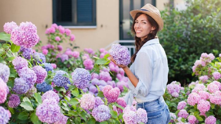Abono casero: arma un festín de nutrientes para tus Hortensias con estos secretos de jardinería