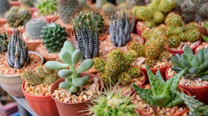 Revitaliza tus Cactus y Suculentas: 7 momentos clave para realizar un trasplante exitoso