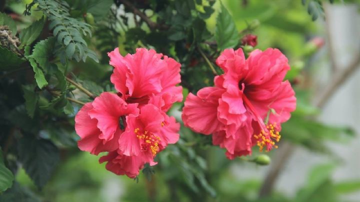 Hibisco: la planta tropical que dará vida y color a tu jardín