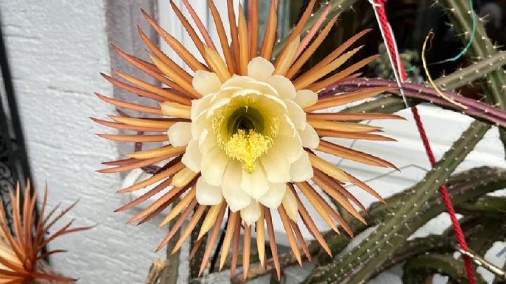 Maravíllate con la Selenicereus grandiflorus, la planta que exhibe su esplendor una noche al año