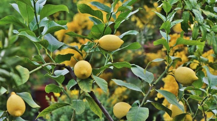 Descubre el arte de podar limoneros y multiplica tus limones