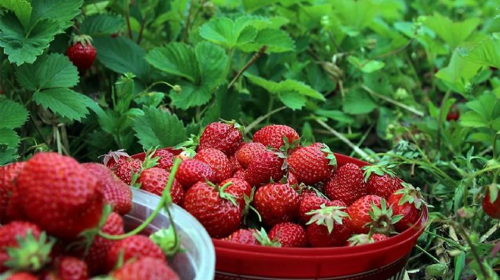 Transforma tu jardín en un paraíso de frutillas con estos sencillos pasos para duplicar tus plantas