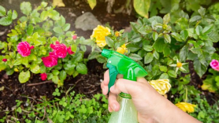 Plantas libres de plagas: la fórmula del poderoso insecticida que puedes preparar en casa