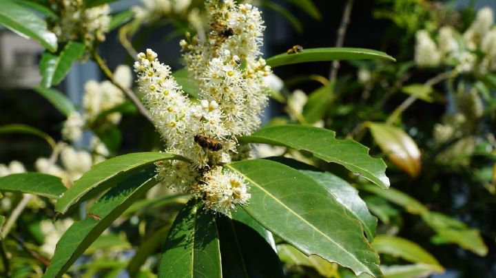 El secreto para cultivar un espléndido árbol de laurel en tu hogar