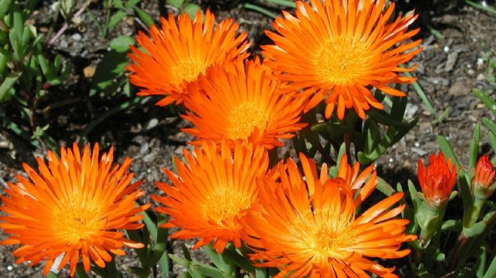 Ilumina tu jardín con el esplendor del Lampranthus, la planta conocida también como Rayito de sol