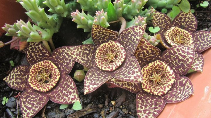 Descubre el encanto de la suculenta Orbea Variegata, un tesoro para cualquier amante de las plantas