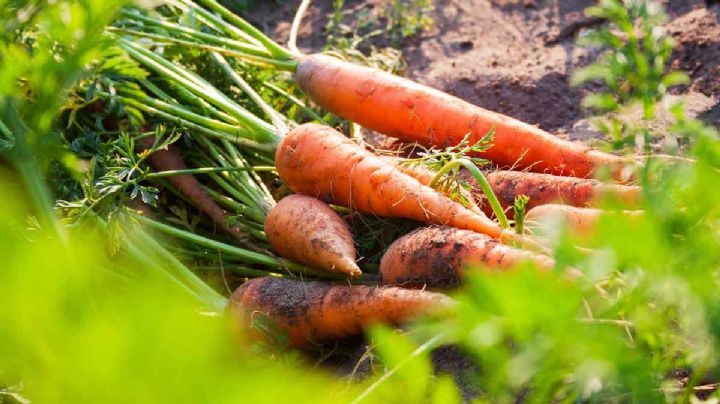 Anímate a transformar tu huerta urbana con el cultivo de zanahorias en botellas