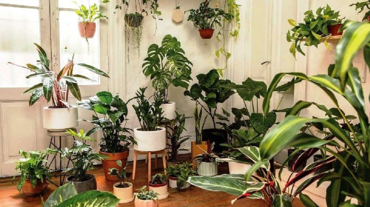 Plantas de Interior: 4 claves para que luzcan rozagantes