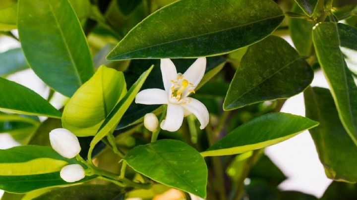 Descubre el secreto de los jardineros para que el limonero produzca flores en cantidad