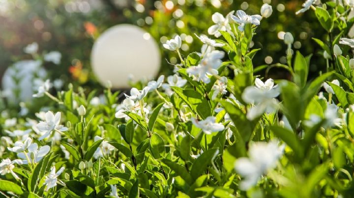 Te enseñamos a preparar un fertilizante de avena para que tus plantas se llenen de flores