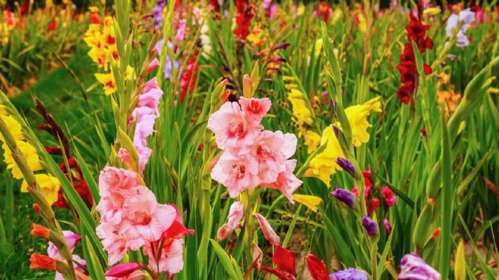 Gladiolas: Guía de cuidados para que se destaquen en tu jardín