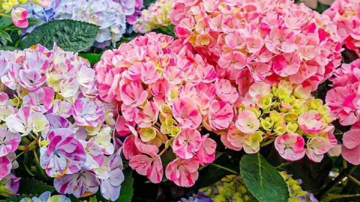 Hortensias multicolores: Secretos para transformar tu jardín