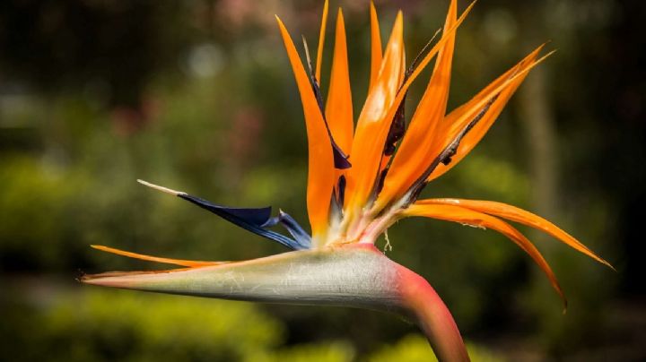 Trucos para que la Strelitzia nos regale sus mejores flores