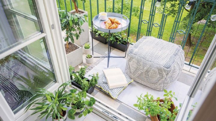 5 plantas ideales para patios o balcones con poca luz