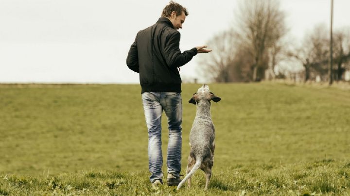 Descubre el sorprendente reloj biológico de tu perro