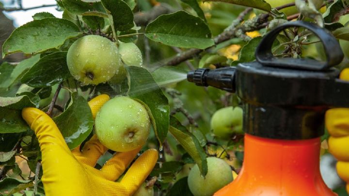 Insecticida casero: La fórmula perfecta para erradicar hormigas y cucarachas