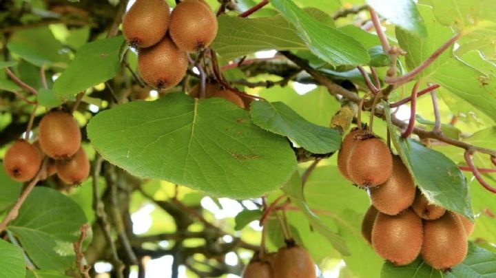 Cultiva kiwis en macetas y disfruta de frutas frescas en tu patio