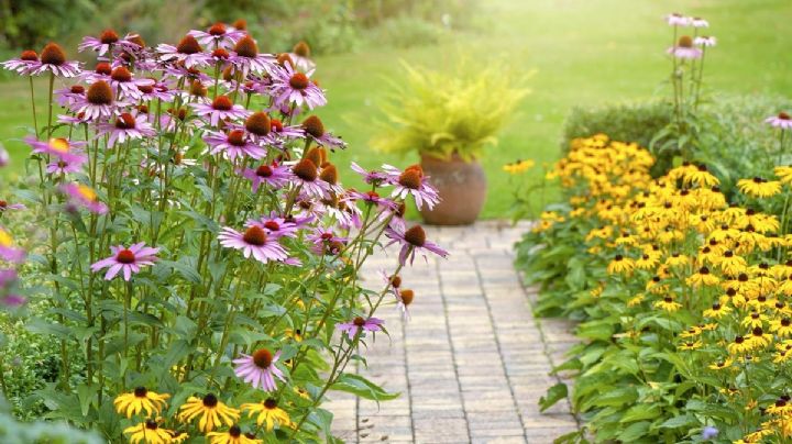 5 plantas perennes más resistentes y hermosas para embellecer tu jardín