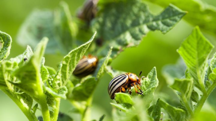 Protege tu jardín de las plagas con estas 5 plantas protectoras