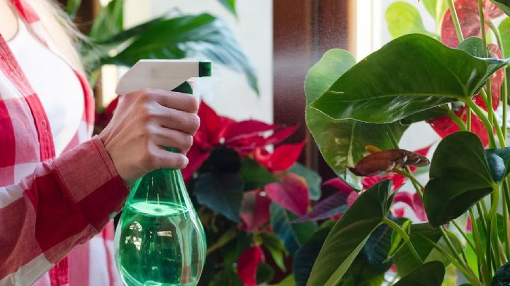 Abono casero: la fórmula natural más efectiva para mantener el jardín colorido todo el año