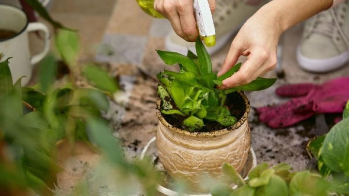 Te revelamos el insecticida casero definitivo para disfrutar de un jardín libre de plagas