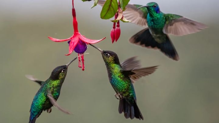 Colibríes: descubre todos sus secretos