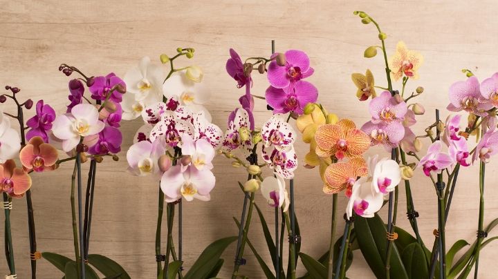 5 variedades de orquídeas que te dejarán boquiabierto